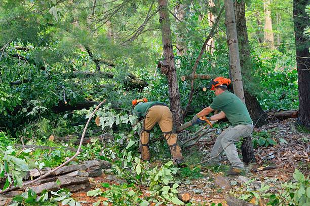 The Steps Involved in Our Tree Care Process in Warren, PA